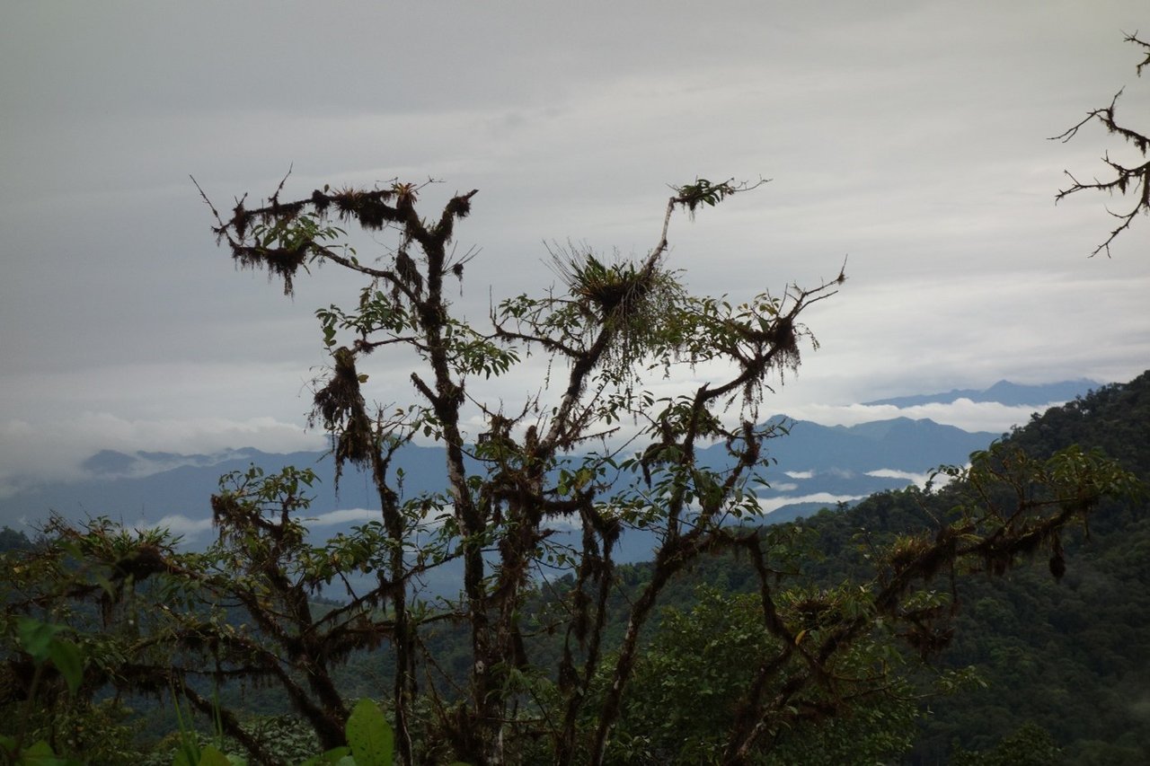 Der Los Cedros-Nebelwald. Foto: AG